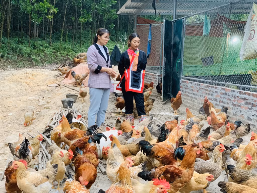 Mô hình chăn nuôi gà bản của gia đình chị Dương Xám Múi - bản Tài Lý Sáy xã Quảng Lâm cho hiệu quả kinh tế cao.