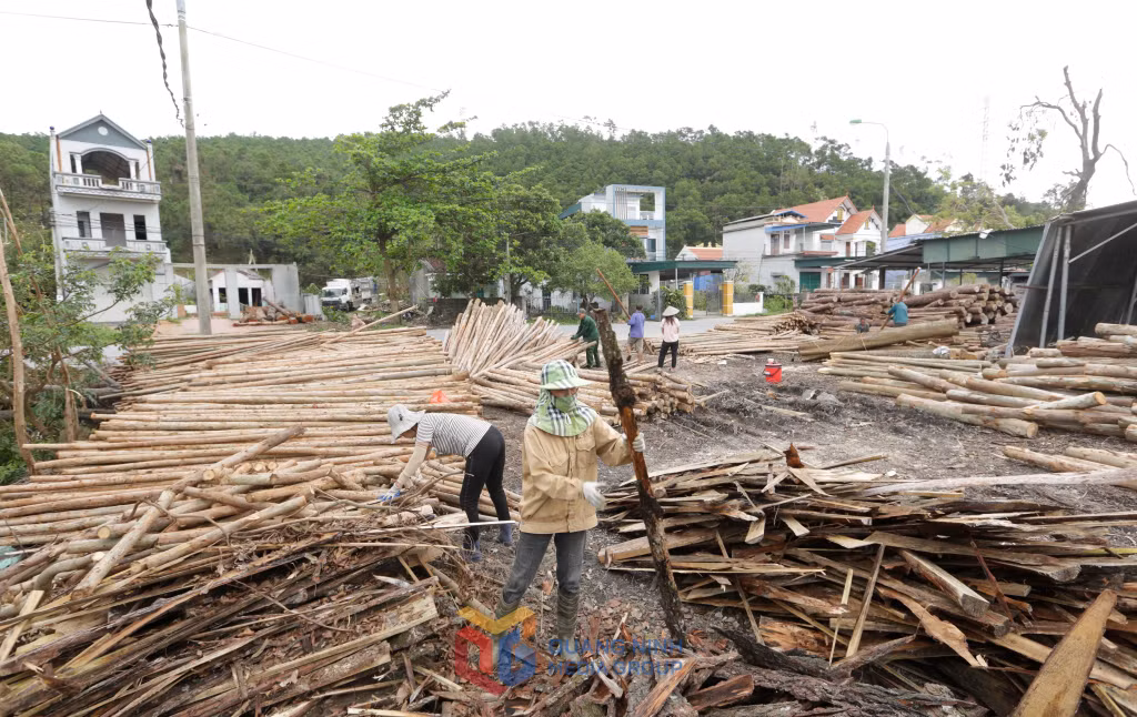 xưởng thu mua gỗ tư nhân Thìn Hà tại Yên Lập Minh Thành Quảng Yên đông các hộ đến bán keo do ảnh hưởng của bão, anh giang