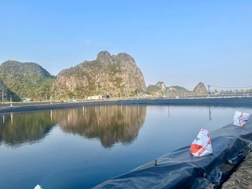 Công ty CP Nhật Long (TP Hạ Long) đã khắc phục được 10 ao nuôi tôm.
