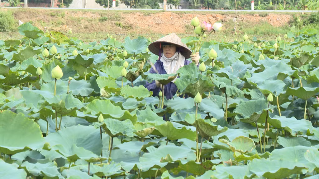 Thành viên HTX Thiên đường Thiên Mục Hoa (phường Hồng Phong, TX Đông Triều) nâng cao thu nhập nhờ trồng hoa sen