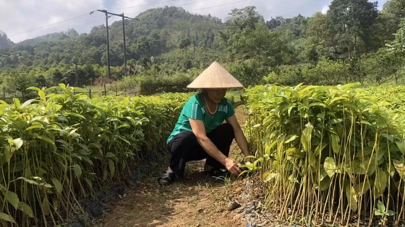 Sản xuất cây giống chất lượng cao để trồng rừng.