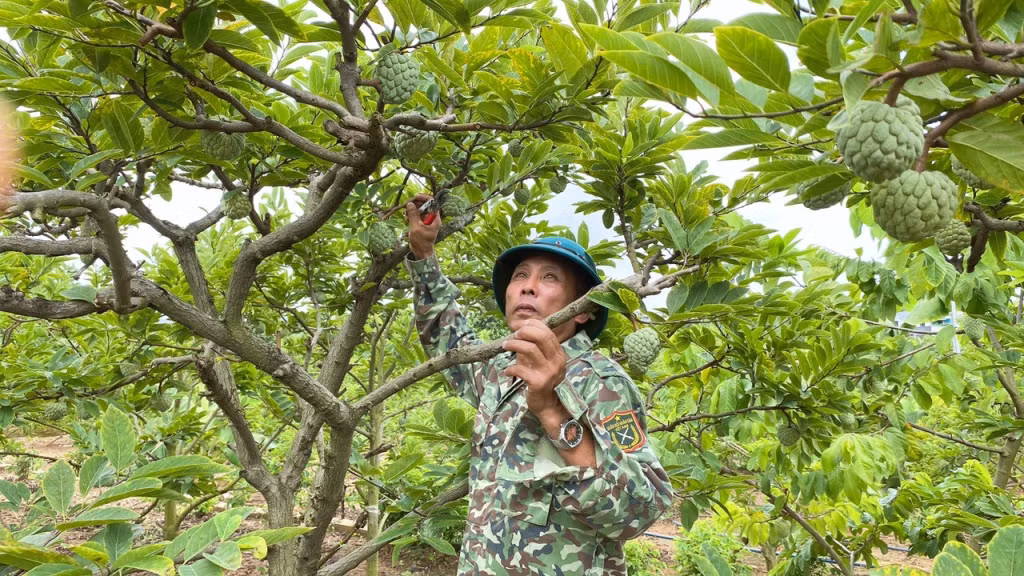 Ông Nguyễn Văn Khoa (thôn Tân Thành, xã Việt Dân) chăm sóc na chờ đến ngày thu hoạch. Ảnh: Minh Yến