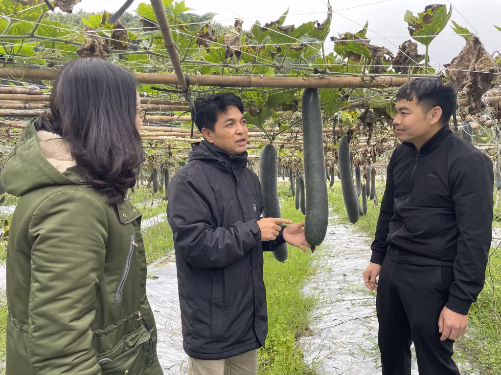 Cán bộ HND xã Hòa Bình (TP Hạ Long) tư vấn cho các hộ dân trồng bí xanh, xây dựng thương hiệu OCOP.