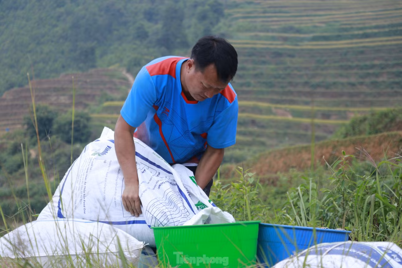 Các hoạt động sàng thóc, lúa được thực hiện ngay tại ruộng.