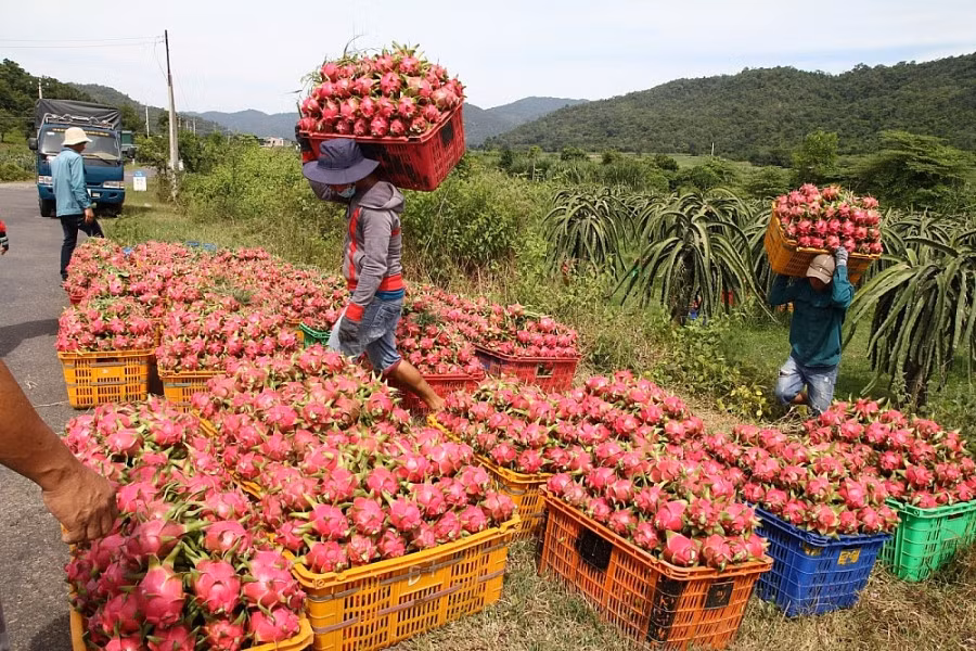 Xuất khẩu rau quả rau quả sang thị trường Ả rập Xê út 9 tháng năm 2024 đạt 10,9 triệu USD, tăng 51,4%