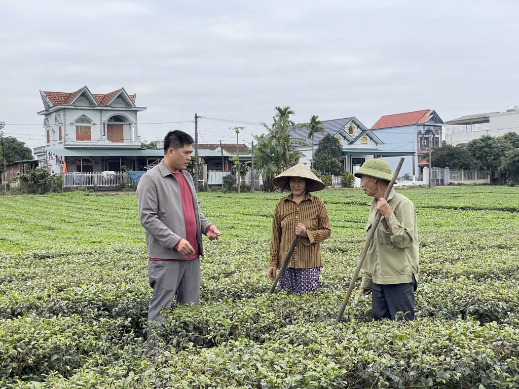 Cán bộ HND xã Quảng Minh (huyện Hải Hà) hướng dẫn nông dân chăm sóc cây chè.