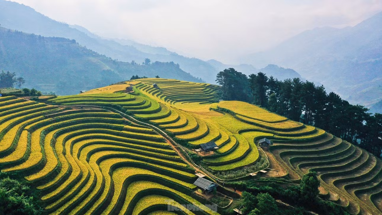 Theo lãnh đạo huyện Mù Cang Chải, năm nay do ảnh hưởng của cơn bão số 3, lượng du khách đến du lịch giảm so với cùng kỳ. Tuy nhiên, những ngày đầu tháng 10, dấu hiệu phục hồi khi số lượng du khách tăng lên đáng kể.