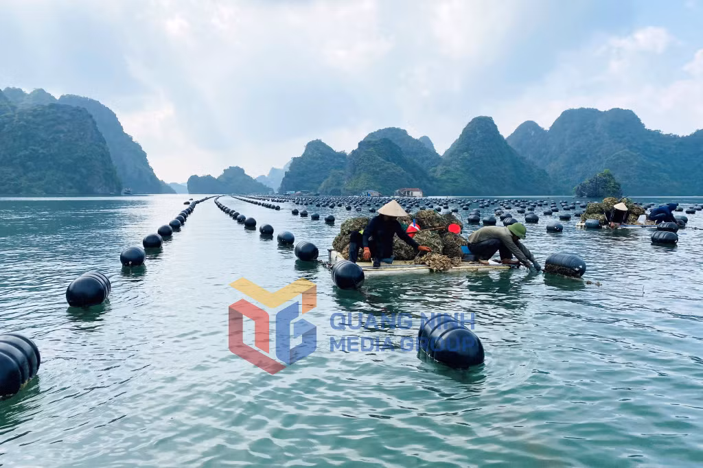 Ngư dân nuôi hàu (10-2024). Ảnh: Hải Hà
