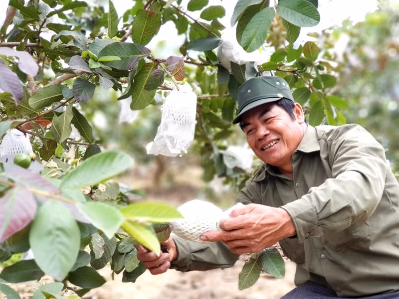 Mô hình trồng cây ổi tại xã Sơn Dương (TP Hạ Long) đem lại thu nhập cao cho nông dân. Ảnh: Khánh Hằng