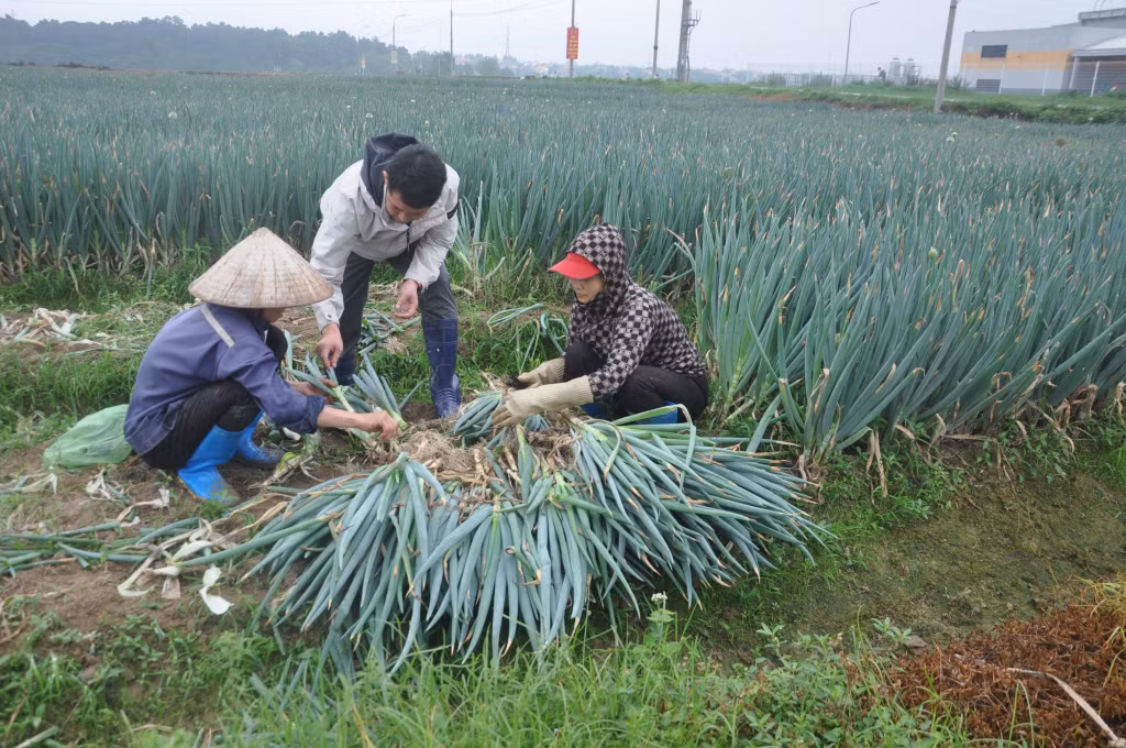 Quá trình xây dựng nông thôn mới giúp nâng cao đời sống nông dân, phát triển kinh tế nông nghiệp giá trị cao của Đông Triều.