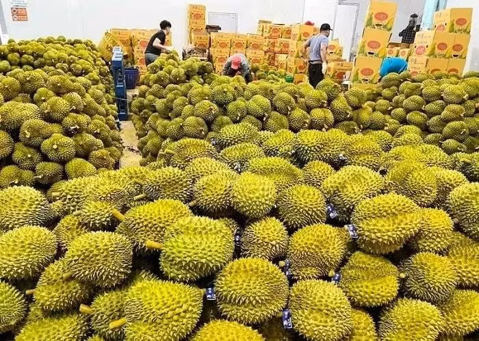 Sầu riêng Việt Nam “hút hàng” tại thị trường Trung Quốc. (Ảnh: N.H)