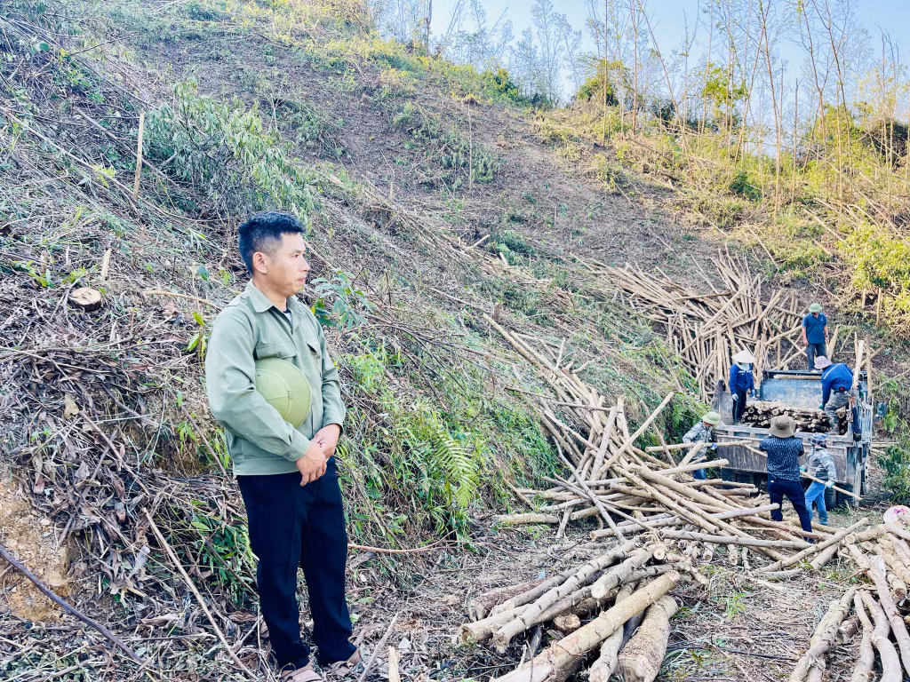 Nhiều chủ rừng phải tranh thủ tận thu rừng để có thêm kinh phí chi trả công tác thu dọn, VSMT rừng sau bão.