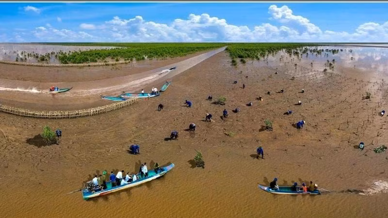Bãi Bồi ven biển Mũi Cà Mau, một trong những điểm đến lý tưởng, hấp dẫn khách thập phương. (Ảnh: CTV)