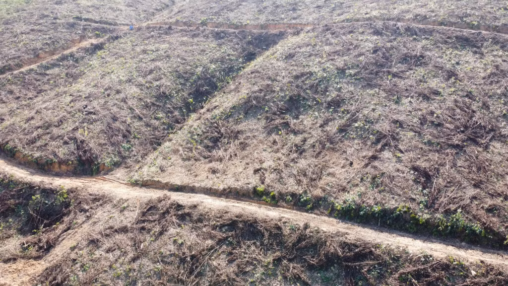 Gần 120.000ha rừng toàn tỉnh bị "xóa sổ" sau bão.