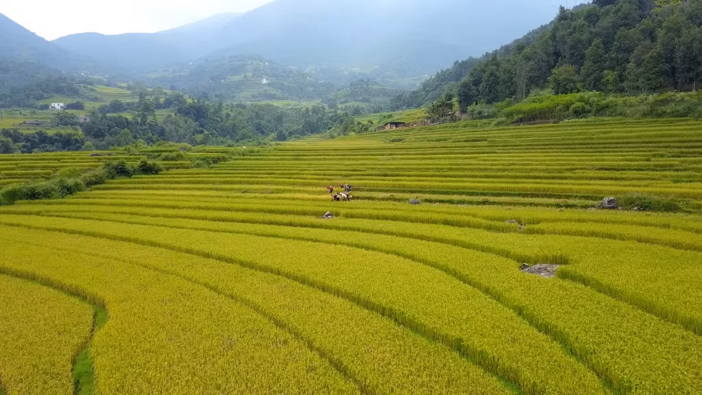 Ruộng bậc thang Bình Liêu đang vào độ chín vàng.