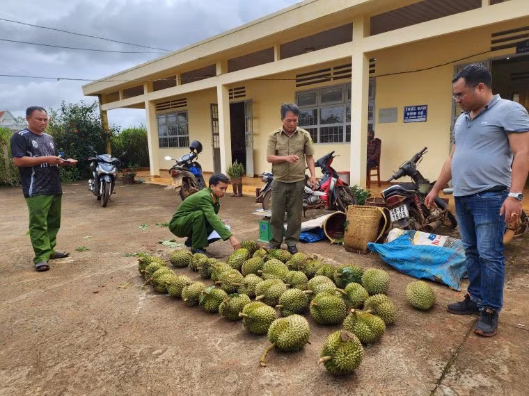 Lực lượng chức năng kiểm đếm số lượng sầu riêng bị cắt trộm. Ảnh: Bảo Lâm