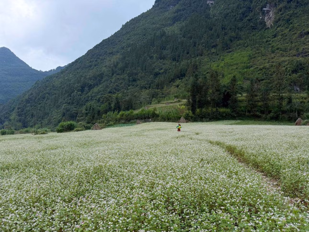 Những bông hoa nhỏ li ti điểm xuyết trên nền núi rừng hùng vĩ tạo nên khung cảnh vừa nên thơ vừa kỳ vĩ. Ảnh: Hà Giang Trẻ