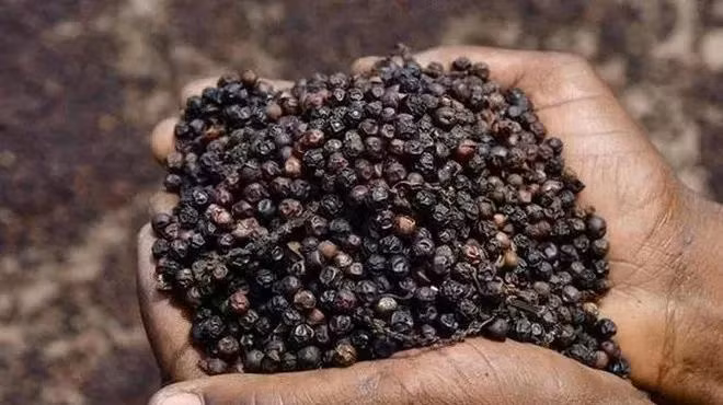 Xuất khẩu hồ tiêu chính thức vượt mốc 1 tỷ USD ảnh 1