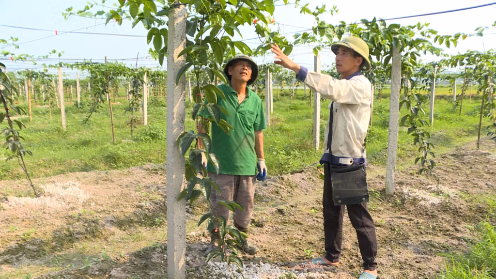 Mô hình trồng chanh leo hứa hẹn cho hiệu quả kinh tế cao ở HTX Nông nghiệp tổng hợp Trường Giang