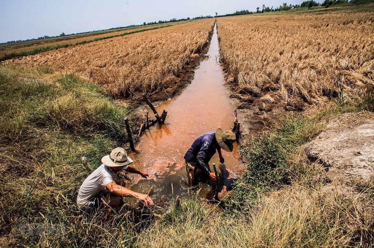 Cảnh báo cấp độ rủi ro thiên tai do xâm nhập mặn ở Đồng bằng sông Cửu Long cấp 2.