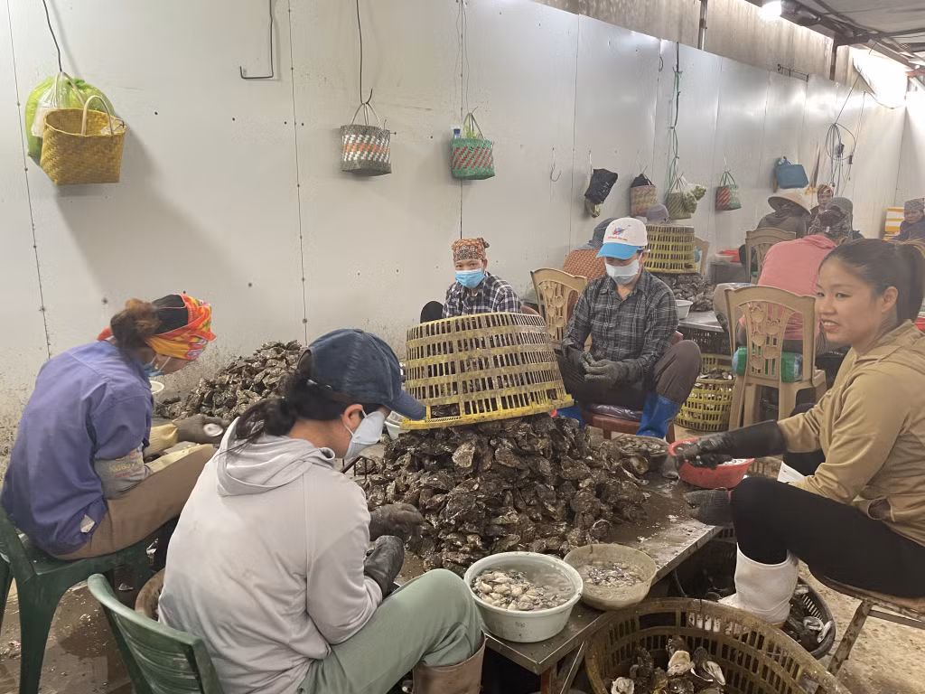 Hội viên, nông dân xã Đông Xá (huyện Vân Đồn) liên kết với doanh nghiệp trong sản xuất, chế biến hàu.