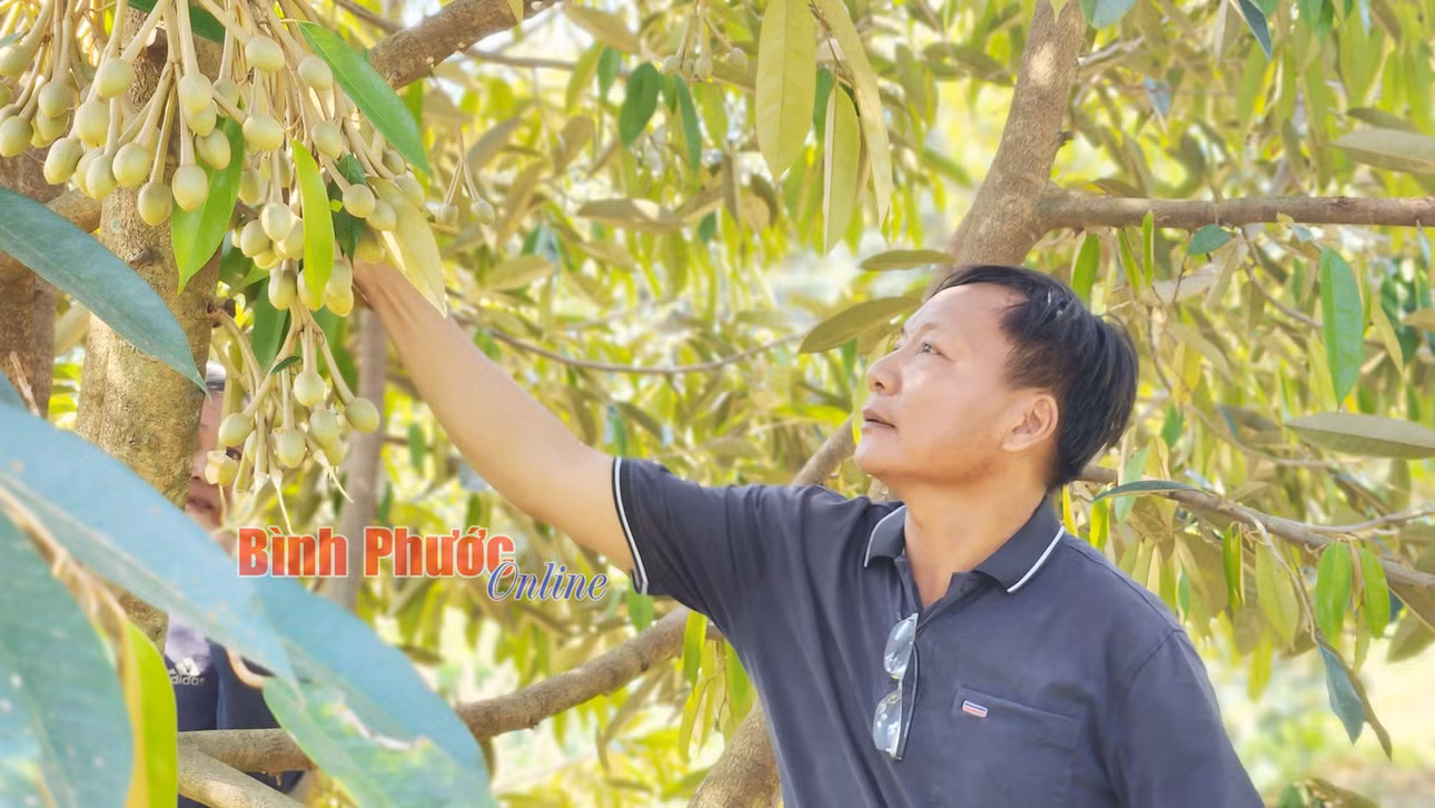 Anh Hoàng Đình Cường chia sẻ, thời điểm cây sầu riêng ra bông, người trồng phải quan sát bón phân, tạo mầm, xịt thuốc phù hợp để bông không bị rụng