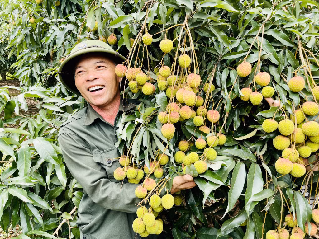 Niềm vui được mùa vải của người dân phường Phương Nam (5-2024). Ảnh: Việt Hoa