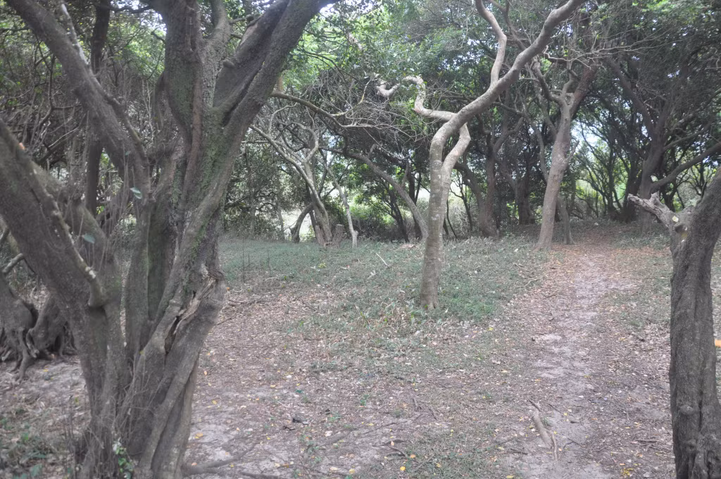 Cây phong ba (ảnh trên) và chõi (ảnh dưới) là những loài cây quý, tạo cảnh quan đặc sắc cho Cô Tô.