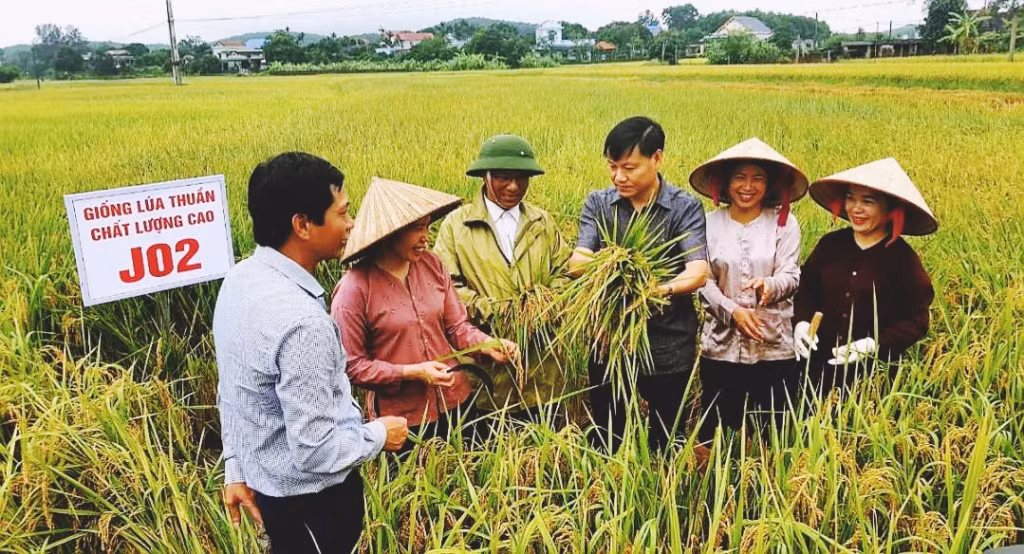 Cán bộ Sở NN&amp;PTNT kiểm tra, đánh giá mô hình lúa J02 tại xã Đường Hoa (huyện Hải Hà).