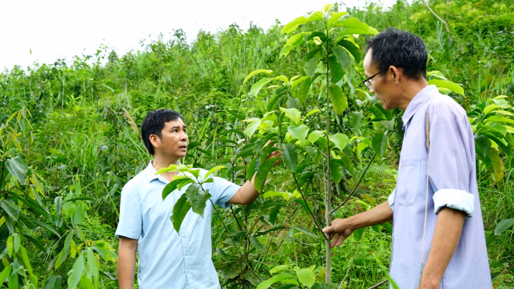 Xã Yên Than (huyện Tiên Yên) kỳ vọng phát triển kinh tế rừng từ cây giổi xanh.