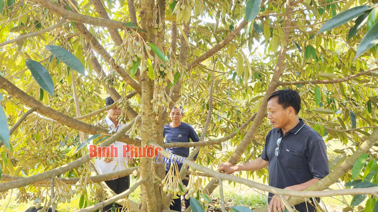 Các thành viên CLB trồng sầu riêng phường Minh Thành, thị xã Chơn Thành thường xuyên gặp gỡ, hỗ trợ, chia sẻ kinh nghiệm trong trồng và chăm sóc sầu riêng hữu cơ