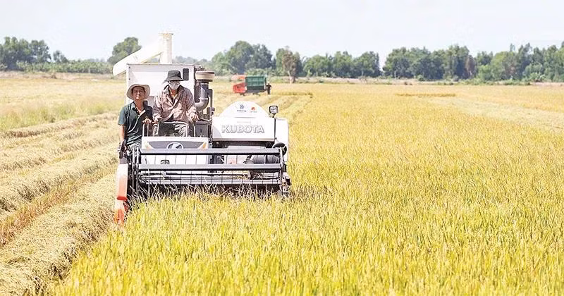 Thu hoạch lúa trên cánh đồng liên kết của Công ty cổ phần Tập đoàn Lộc Trời. (Ảnh: HÀ ANH)