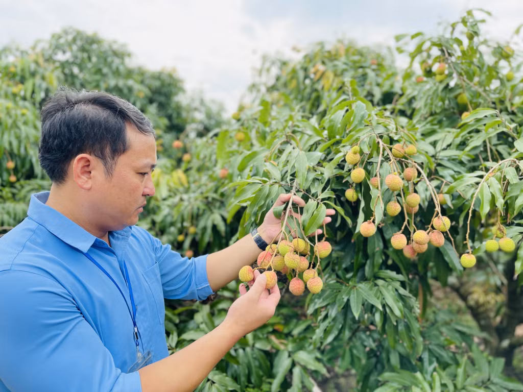 Lãnh đạo Hội Nông dân TP Uông Bí đi kiểm tra chất lượng vườn vải tại địa phương. Ảnh: Hoàng Nga