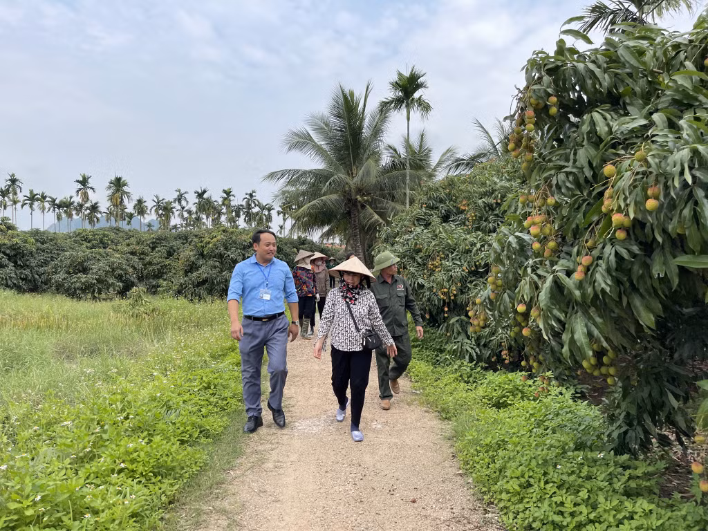 Các hộ dân đi thăm vườn vải để đảm bảo các cây vải đều được phát triển tốt.
