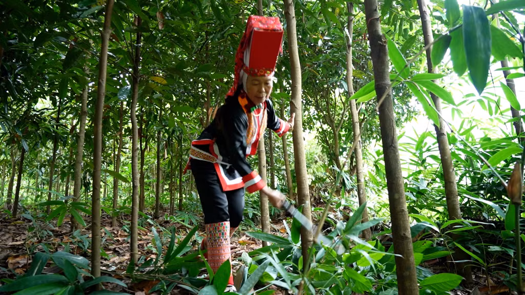 Rừng gỗ lớn ở xã Quảng Lâm còn có tác dụng PCTT, biến đổi khí hậu.