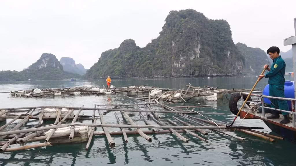 Nhân viên Công ty CP Môi trường Cẩm Phả thu gom rác thải trên biển.
