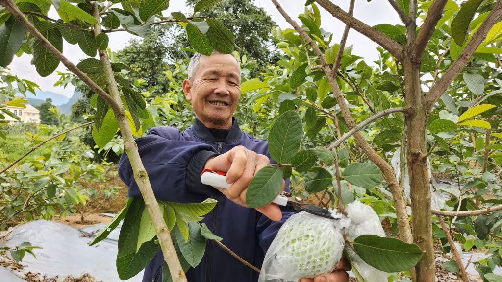 Người dân xã Sơn Dương thu hoạch ổi. Ảnh: Thanh Hoa