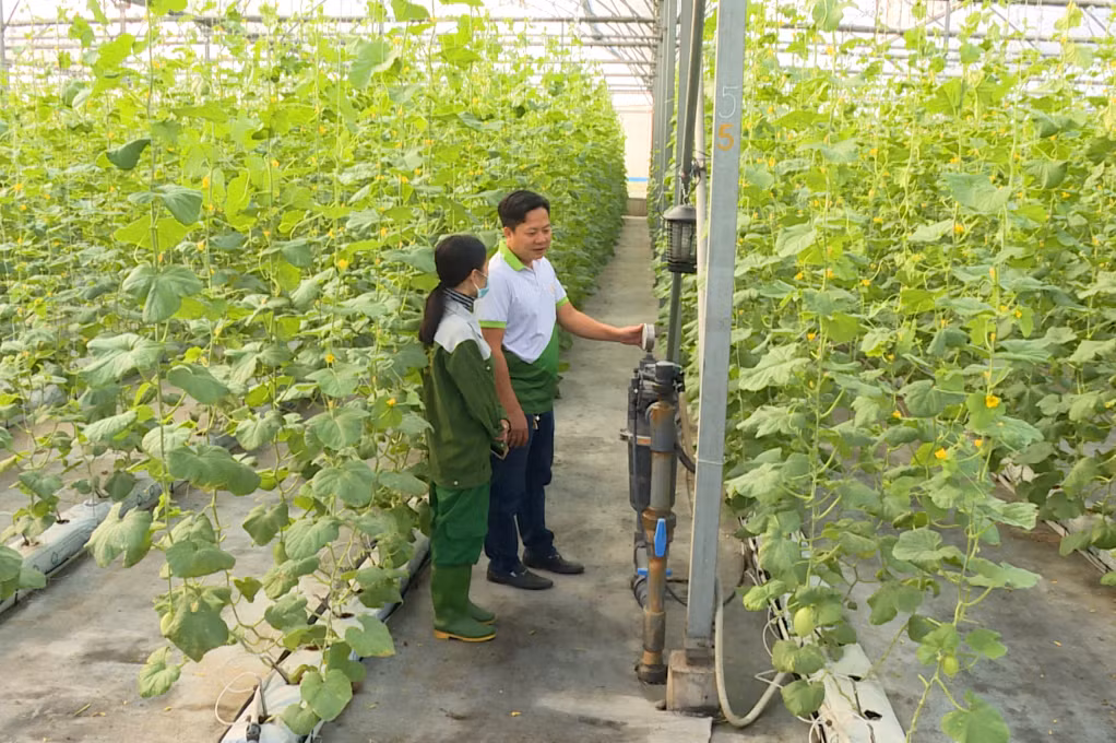Mô hình sản xuất rau trong nhà màng tại Khu nông nghiệp ứng dụng công nghệ cao VinEco (xã Hồng Thái Tây, TX Đông Triều).