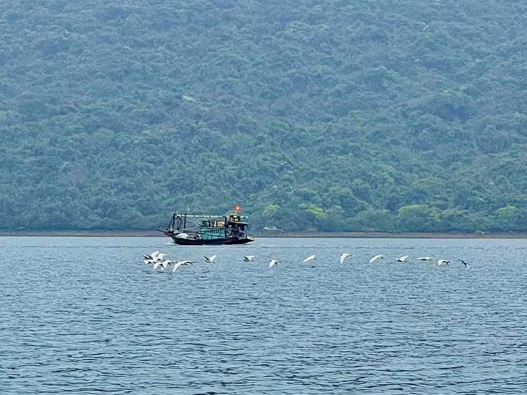 Hệ sinh thái cò trên khu vực VQG Bái Tử Long.