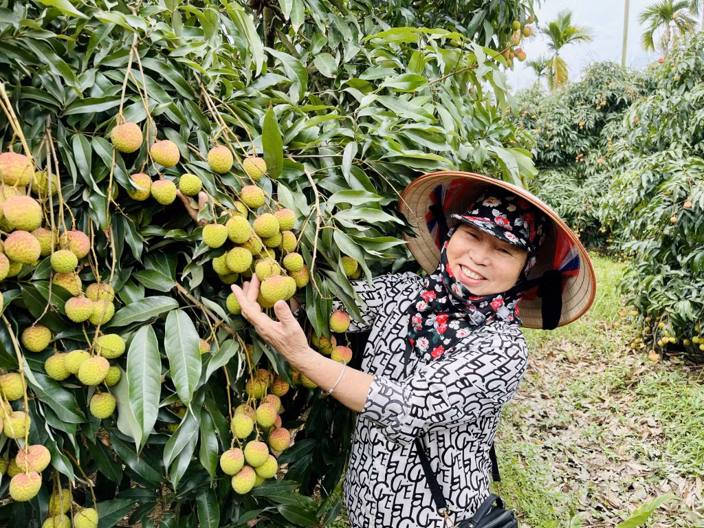 Nông dân trồng vải phấn khởi khi có mùa vải chín sớm được giá.