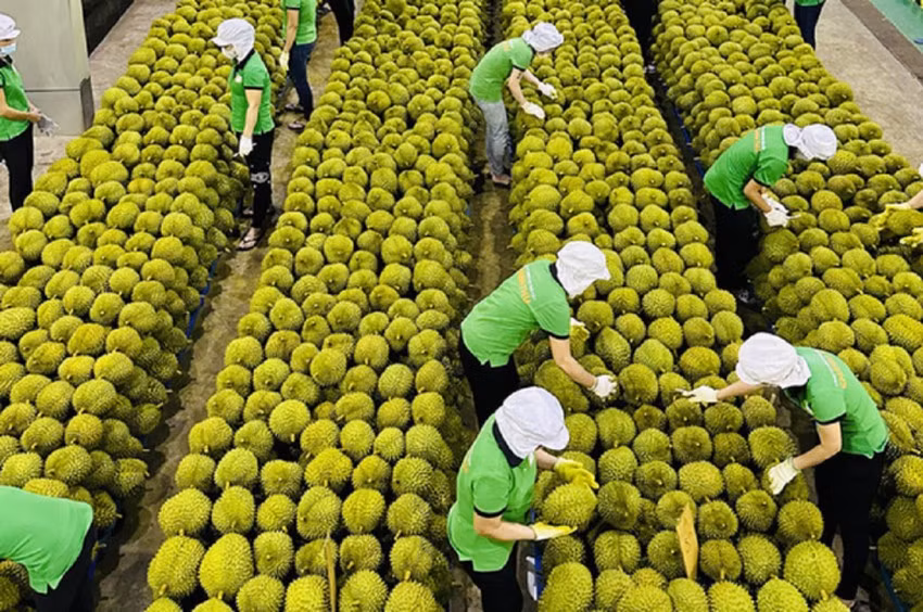 Gạo và rau quả: Hai mặt hàng chủ lực của xuất khẩu nông sản