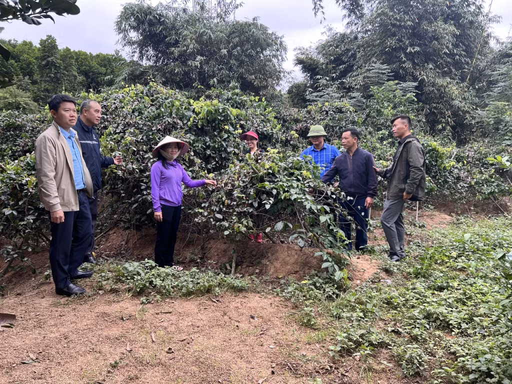 Mô hình trồng cây Sâm Nam (sản phẩm đăng ký tham gia Chương trình OCOP năm 2024) của xã Kỳ Thượng.