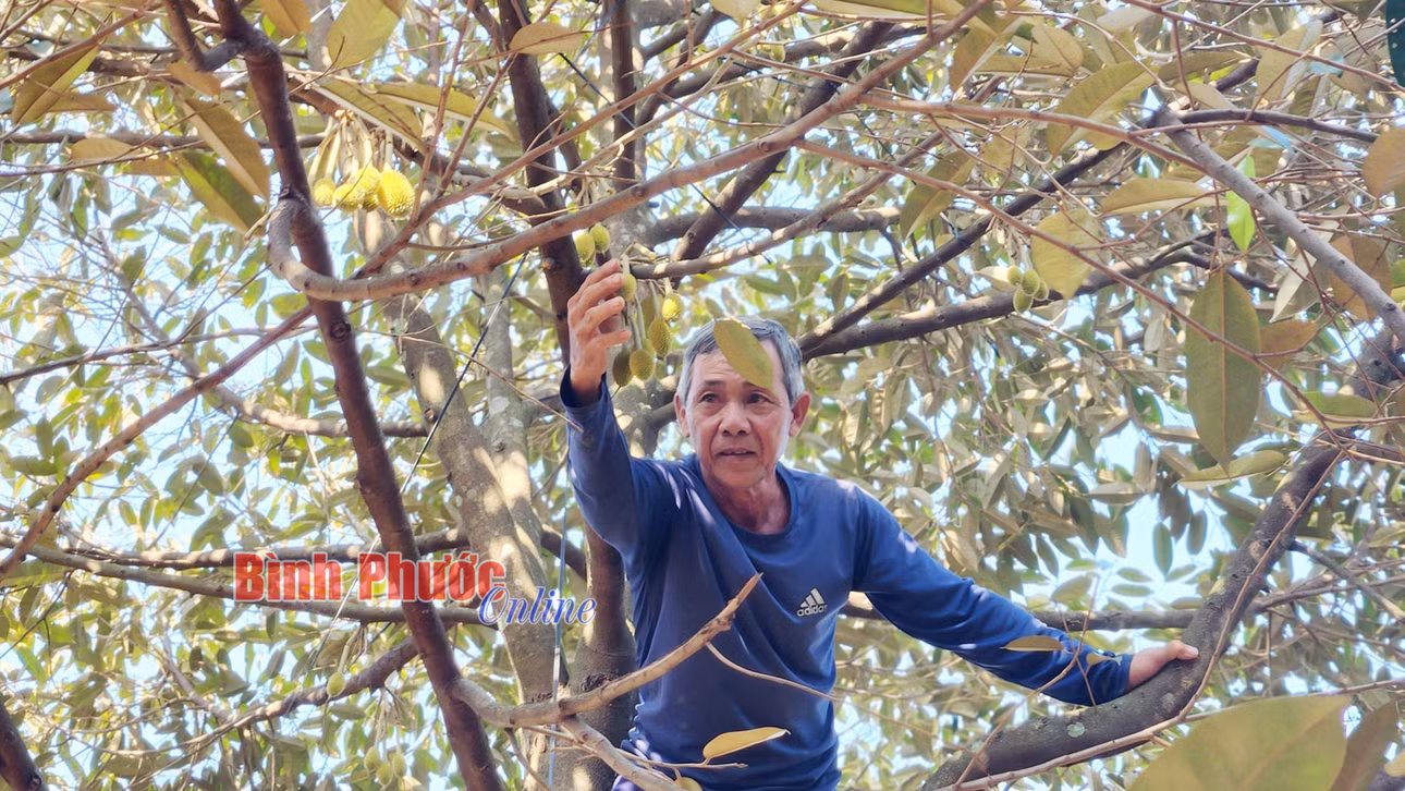 Phó Chủ nhiệm CLB trồng sầu riêng phường Minh Thành Đỗ Văn Tiền khẳng định, bộ lá sầu riêng đẹp quyết định thành công 50%