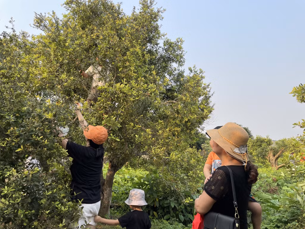 Du khách trải nghiệm hái quả thanh mai tại Khe Mai Farm (xã Đoàn Kết, huyện Vân Đồn).
