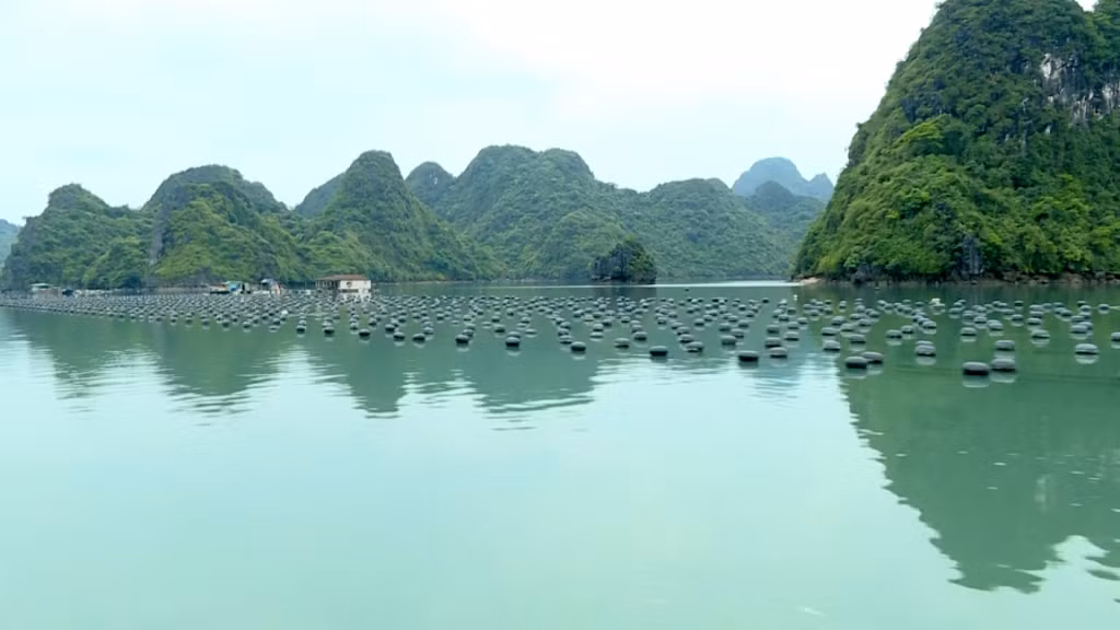 Môi trường biển của huyện Vân Đồn phong quang, sạch sẽ.