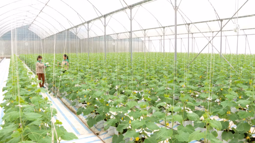 Mô hình trồng dưa lưới, rau thủy canh theo hướng nông nghiệp sạch, công nghệ cao của Công ty CP Thương mại và Xây dựng Đầm Hà