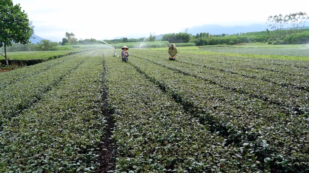 Mô hình ứng dụng công nghệ tưới tiết kiệm nước cho cây chè (thôn 6, xã Quảng Thịnh).