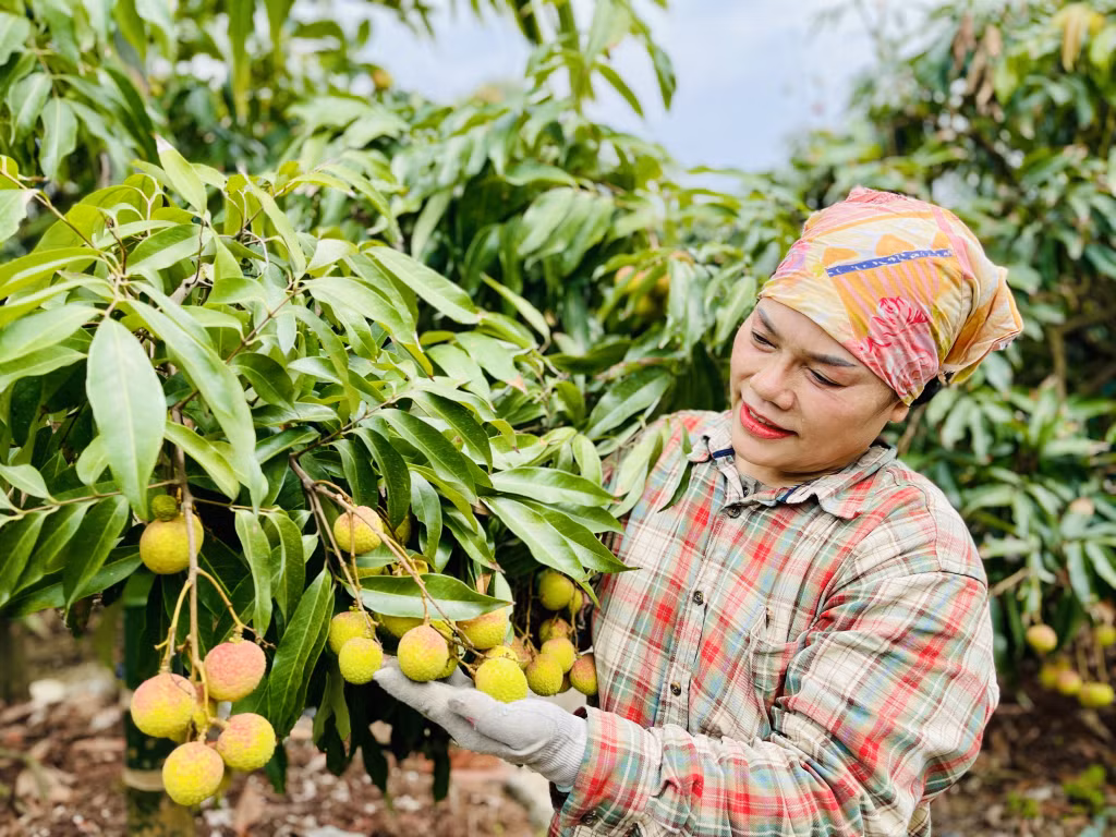 Ngay từ đầu tháng 5, vườn vải của chị Ngô Thị Chung (khu Hiệp Thanh, phường Phương Nam) đã có thương lái đến mua với giá 50.000-60.000 đồng/kg.