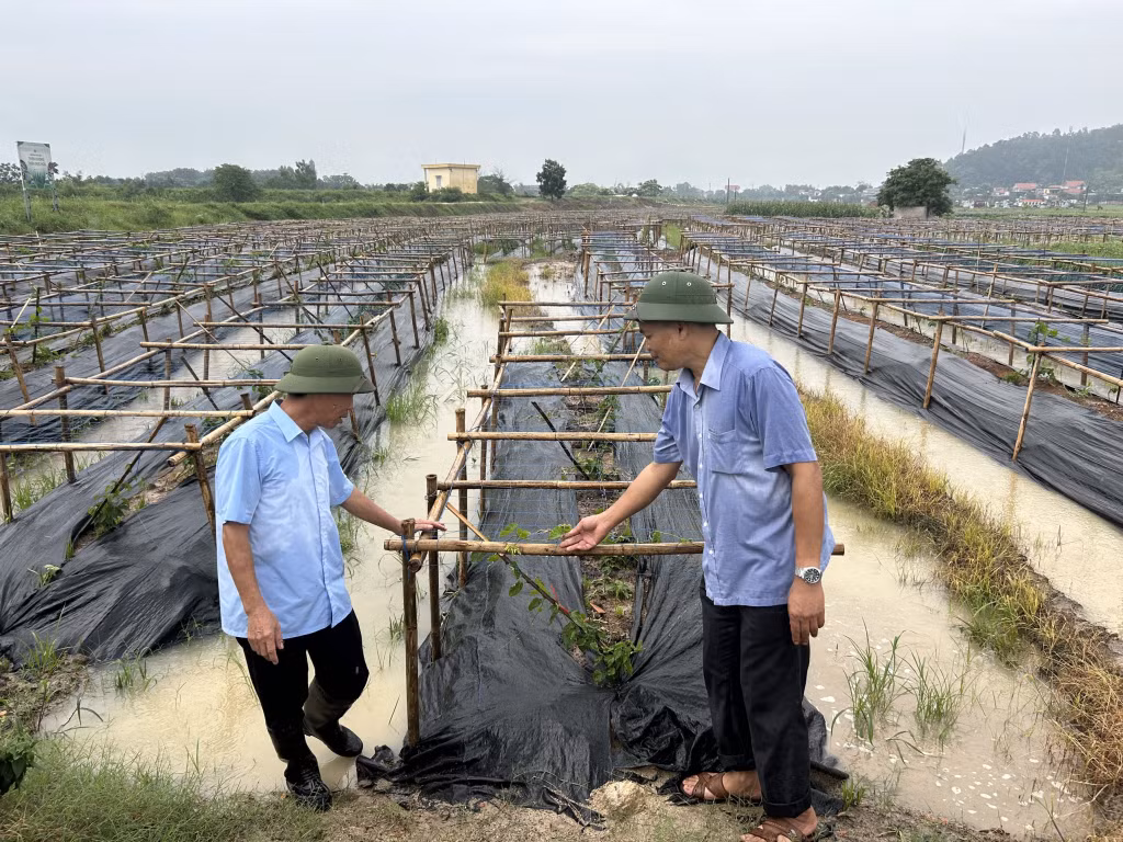 Mô hình trồng rau thiên lý cao sản tại khu Bình Lục Hạ (phường Hồng Phong, TX Đông Triều).