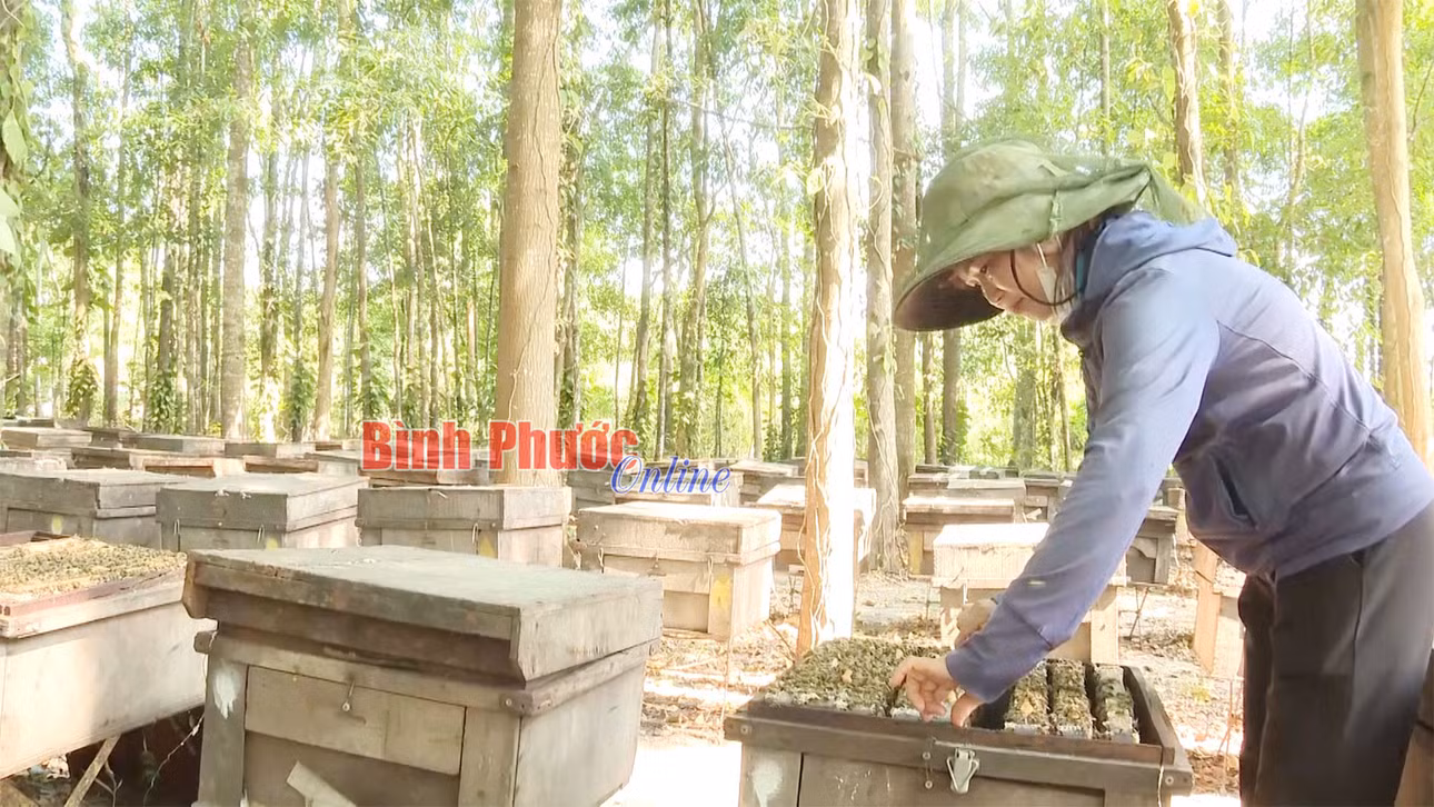 Chị Trương Thị Thuy ở khu phố 2, phường Minh Hưng, thị xã Chơn Thành khởi nghiệp với mô hình nuôi ong lấy mật cho hiệu quả kinh tế cao